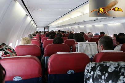 Kabine giren eşek arısı, yolcu uçağına rötar yaptırdı