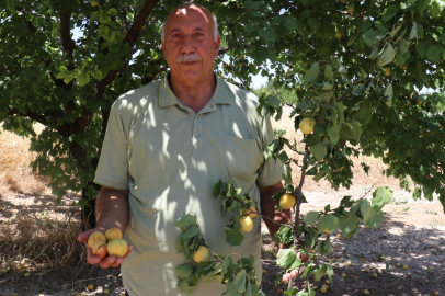 Malatya'da şiddetli fırtına kayısı üreticilerini vurdu