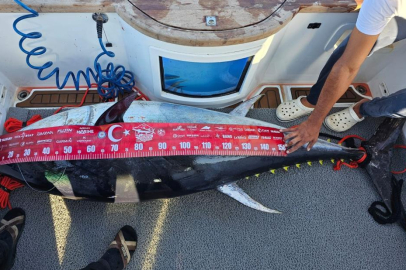 154 kiloluk devasa orkinosu 4 kişi, 1 saatlik mücadeleyle yakalamayı başardı