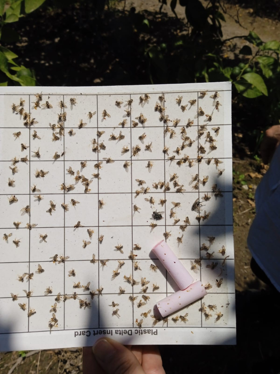 Akdeniz meyve sineği