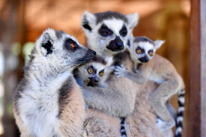 Tarsus Doğa Parkı, lemur ve sırtlan yavruları ile renklendi