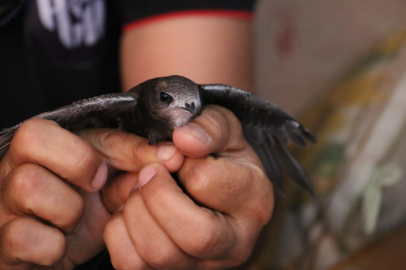 Hatay'da antikacı Mehmet Serkan Sincan, iş yerinde misafir ettiği ebabil kuşunu doğaya bırakacak