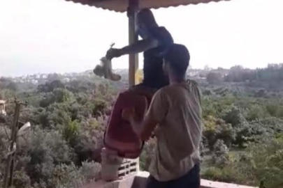 Hatay'da itfaiye ekipleri çatıda bulunan 2 yavru baykuşu kurtardı