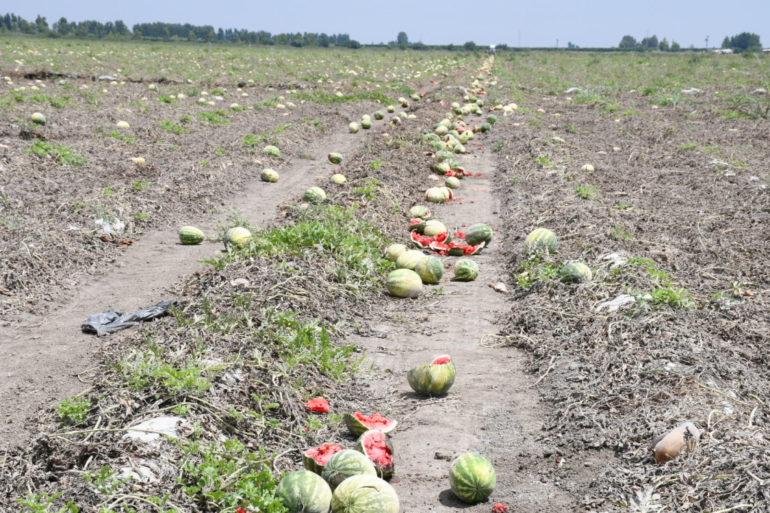  Çukurova Kapalı Sistem Sulama Projesi 