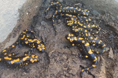 Malatya'da nadir görülen Anadolu Semenderi görüldü