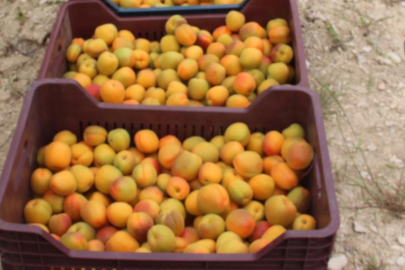 Mersin Mut'tan dünya pazarlarına 100 bin ton kayısı ihraç edildi