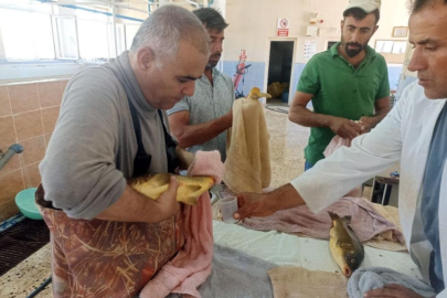 Şanlıurfa Bozova'da 25 milyon yavru balık iç sulara bırakılacak