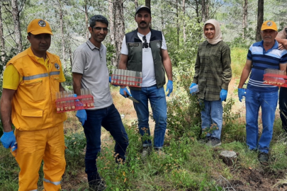 'Dumansız orman yangını'na karşı biyolojik mücadele
