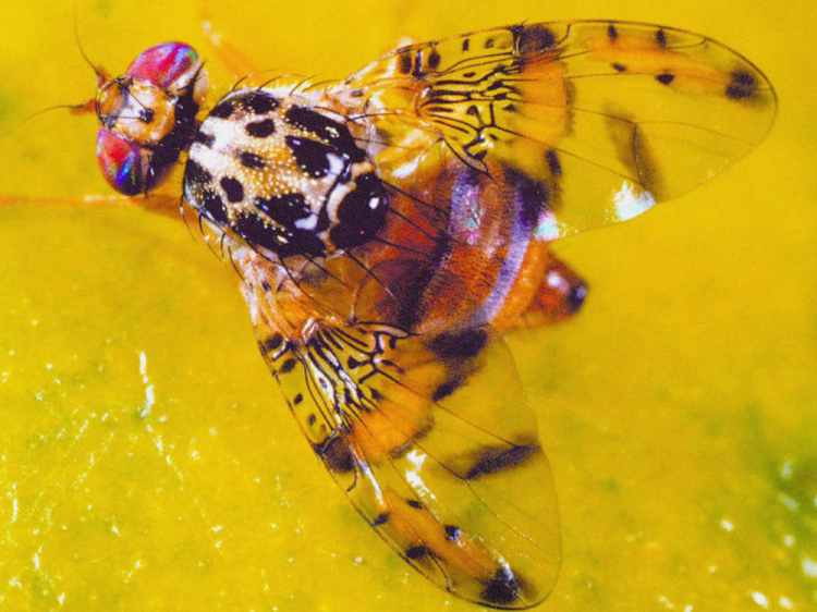 Akdeniz Meyve Sineği 