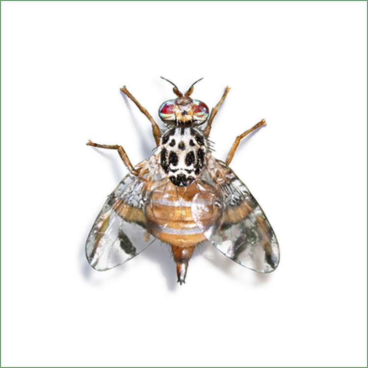 Akdeniz Meyve Sineği 