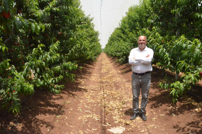 Cahit İncefikir; Akdeniz Meyve Sineği ile mücadelede aksama olmamalı