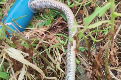 Hatay'da borunun içinden çıkan 1.5 metrelik yılan vatandaşları şaşkına çevirdi