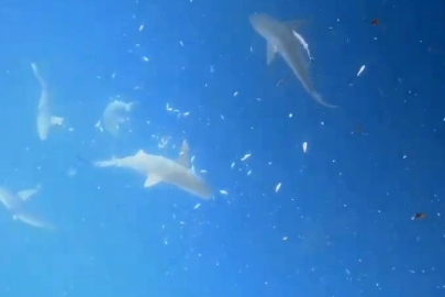 Dalgıç Akın Rıdvanoğlu: Camgöz aslında en tehlikeli köpek balıklarından biridir