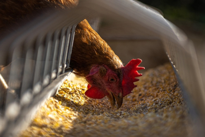 Tavuk eti üretimi Mayısta aylık bazda yüzde 12,5, yıllık yüzde 3,2 arttı