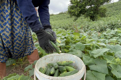 Hatay’da salatalık hasadı 40 derece sıcakta devam ediyor