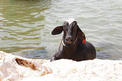 Hatay'da kaçan angus iğneyle sakinleştirilerek yakalandı