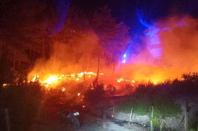 Ayvacık’ta orman yangını