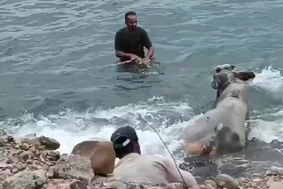 Hatay'da tırın dorsesinden kaçan angus, ekiplerin kovalamacası sonrası denizde yakalandı