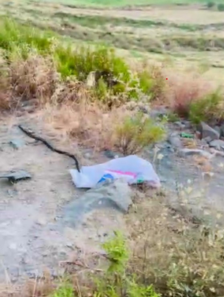 Antakya'da konteynere giren yılan itfaiye tarafından doğaya bırakıldı 2