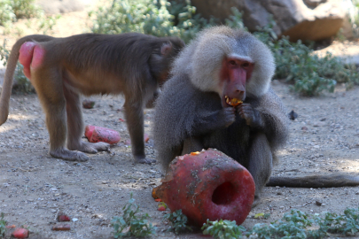 Maymunlara dondurma sürprizi