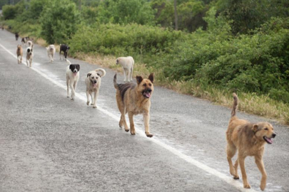 Sahipsiz Sokak Hayvanlarına Yönelik Kanun Teklifi TBMM Komisyonu'ndan geçti