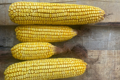 Çukurovalı mısır üreticileri hükümetten acil müdahale bekliyor