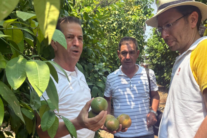 Üreticinin kâbusu Akdeniz meyve sineği, ülke ekonomisi için tehdit oluşturuyor