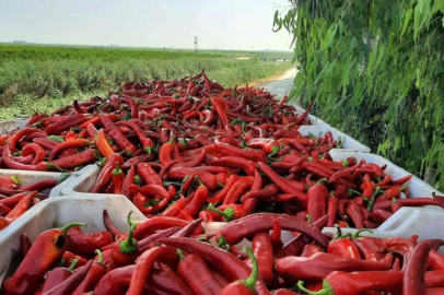 Adana’da salça mesaisi başladı