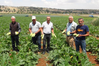 Kabak üreticisi ihracat için yeni ülkeler arıyor