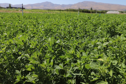 Niğde'de yüksek verimli yonca çeşidi geliştirildi