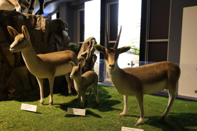 Adana'daki Çukurova Biyoçeşitlilik tanıtım merkezi 2 ayda 300 bin ziyaretçi ağırladı