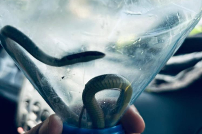 Hatay’da eve giren yılan itfaiye ekipleri tarafından yakalanıp doğaya bırakıldı