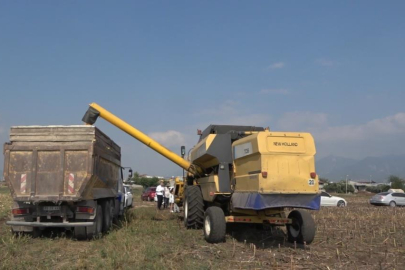 Osmaniye’de mısır rekoltesi sıcak hava ve doğal afetlerden etkilendi