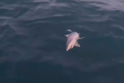 Yumurtalık’ta yavru köpek balığı görüldü