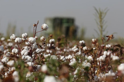 Şanlıurfa'da pamuk üretimi için akşam sulaması önerisi