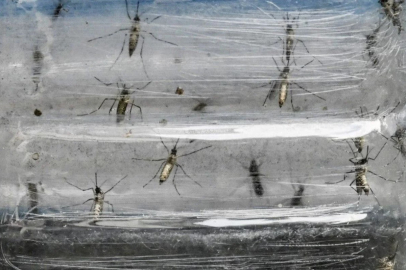 Oropouche Virüsü Avrupa’da görüldü: Oropouche Virüsü nedir? Belirtileri ve tedavisi