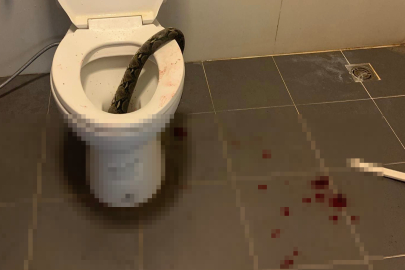 Tayland’da bir kişi evinde tuvaletini yaparken pitonun saldırısına uğradı