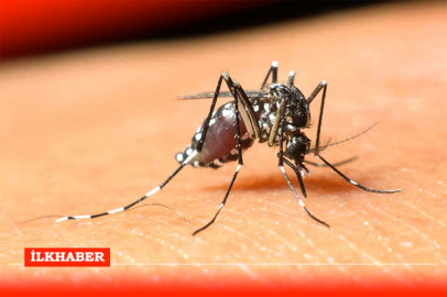 Sağlık Bakanlığı'ndan Batı Nil Virüsü enfeksiyonu uyarısı: 2024 yılında 6 vaka tespit edildi