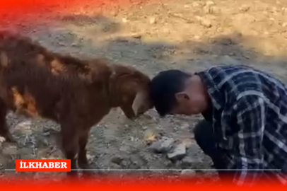 Adana'nın Feke ilçesinde oğlak ve aileden renkli anlar
