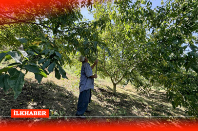 Mersin'in Toroslar ilçesinde ceviz hasadı başladı