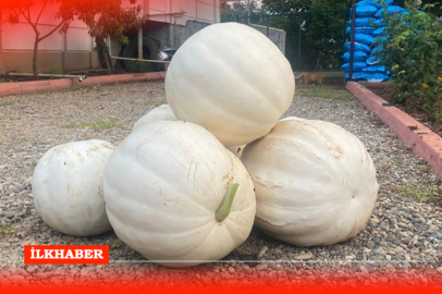 Osmaniye’de hobi amaçlı ekimle 500 kilo kabak hasadı