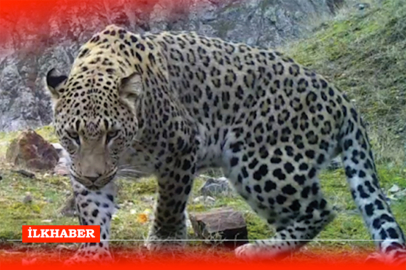 Yaban hayvanlarını koruma tazminatları açıklandı: Anadolu Parsı için 30 milyon lira