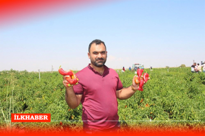 Şanlıurfa'da acı biber hasadı sıcak havanın etkisiyle hızla devam ediyor