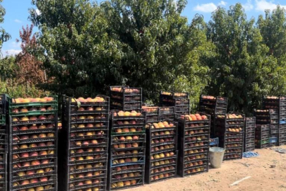 Bursa’da şeftali ağacına bırakılan not ve para duygulandırdı