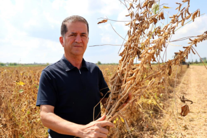 Türkiye'nin soya ihtiyacının 3'te 2'sini karşılayan Adana'da hasat başladı