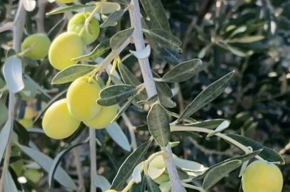 Mut’ta zeytin ve zeytinyağı festivali başlıyor
