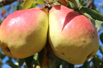 Yeni armut çeşitleri ateş yanıklığı hastalığına tolerans geliştiriyor