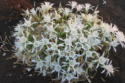 Mersin'de kum zambakları koruma altına alındı