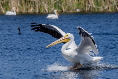 Yavaş Dükkân'ın ekim geliri, tepeli pelikanlara harcanacak