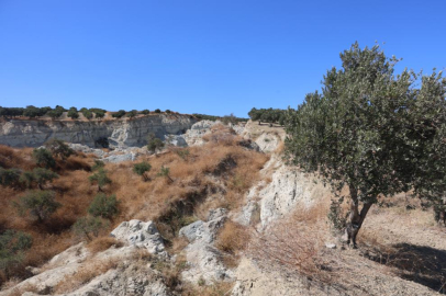 Hatay'daki dev yarık, zeytin hasadını tedirginlikle başlattı